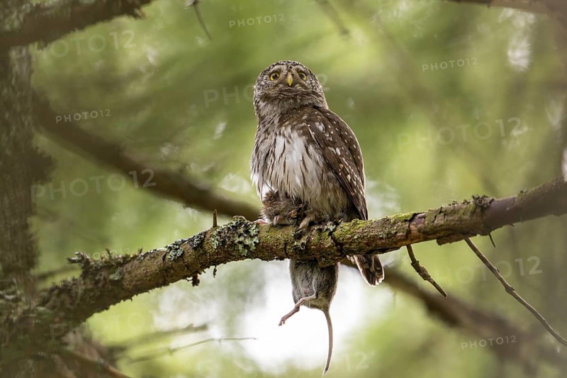 Pygmy Owl (Glaucidium passerinum), owl, with mouse, on branch, Koroska, Slovenia