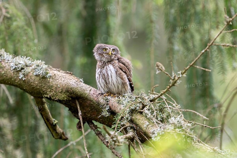 Pygmy Owl (Glaucidium passerinum), owl, on branch, Koroska, Slovenia