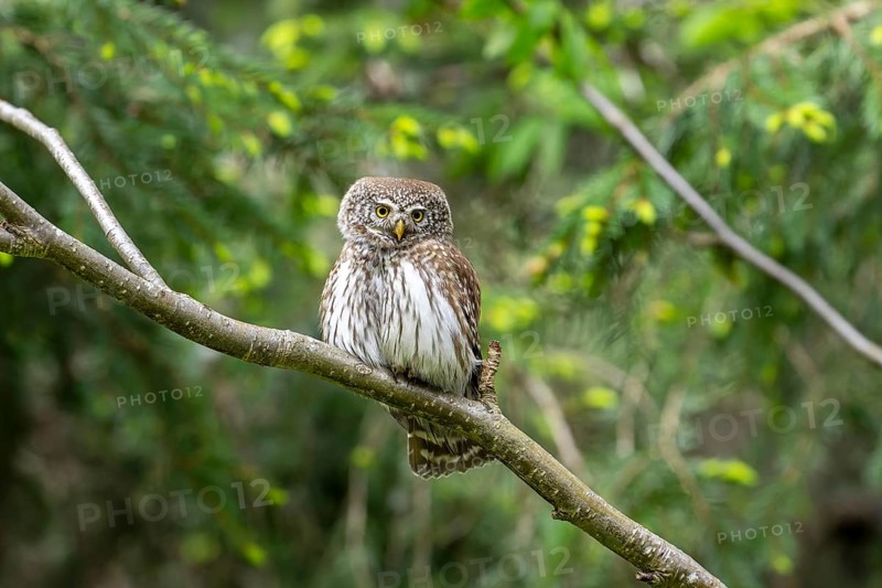 Pygmy Owl (Glaucidium passerinum), owl, on branch, Koroska, Slovenia