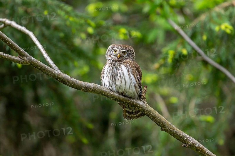 Pygmy Owl (Glaucidium passerinum), owl, on branch, Koroska, Slovenia
