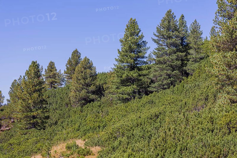 Landscape panorama, Mountain forest, Mountain pines, Autumnal, Uttendorf Pinzgau