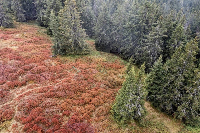 Colourful landscape in autumn, aerial view, Schladminger Tauern, Schladming, Styria, Austria