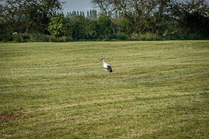 A single stork stands in a green meadow, surrounded by trees under a clear sky, Weser cycle path, white stork, Ciconia ciconia
