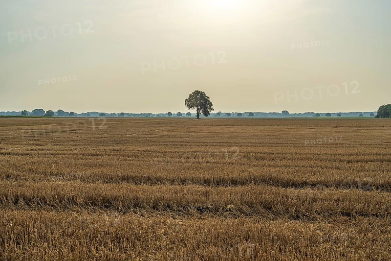 A wide field with a single tree under a pale sky and gentle sun, Weser cycle path, Nienburg Weser district, Balge, Lower Saxony, Germany