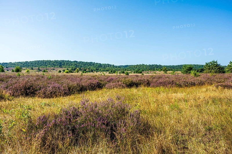 Landscape with heather and yellow grass in front of rolling hills under a clear sky, Haltern-Borkenberge nature reserve, North Rhine-Westphalia