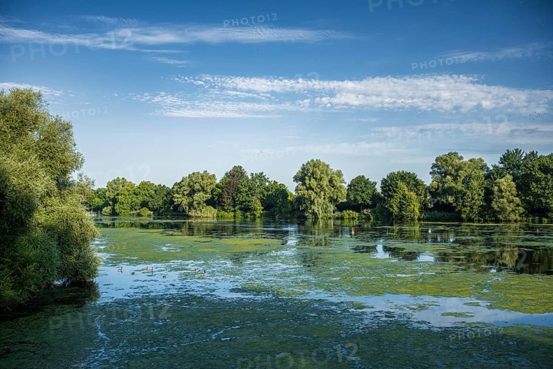 Calm lake with floating plants, surrounded by dense green forest and clear sky, Emssee near Warendorf, Münsterland