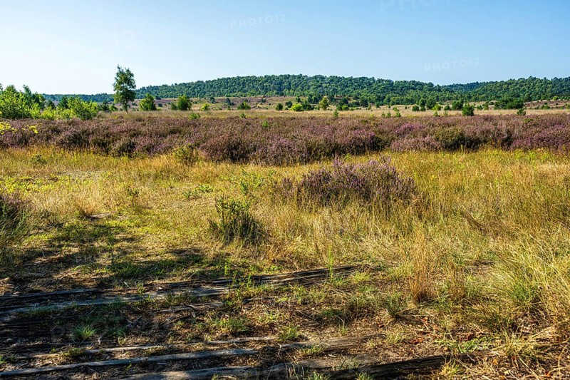 Sunny landscape with purple heather and path in the shady grass, rolling hills in the background, Haltern-Borkenberge nature reserve, North Rhine-Westphalia