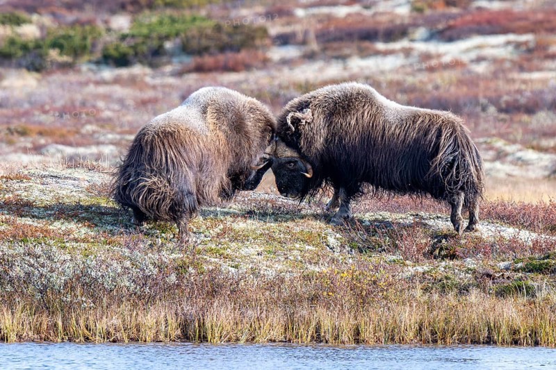 Musk oxen (Ovibos moschatus), bulls fighting in autumnal tundra, Dovrefjell-Sunndalsfjella National Park, Norway