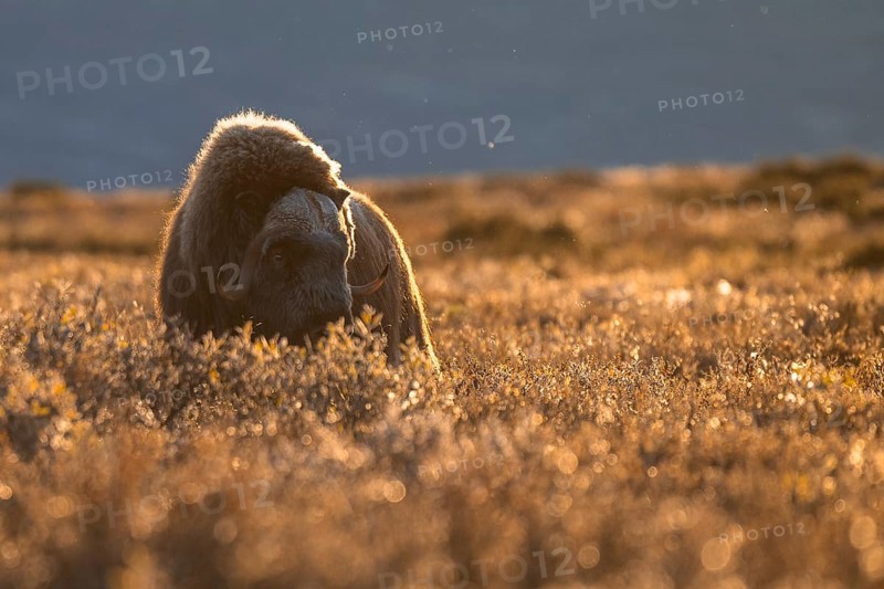 Musk ox (Ovibos moschatus), bull against the light, Dovrefjell-Sunndalsfjella National Park, Norway