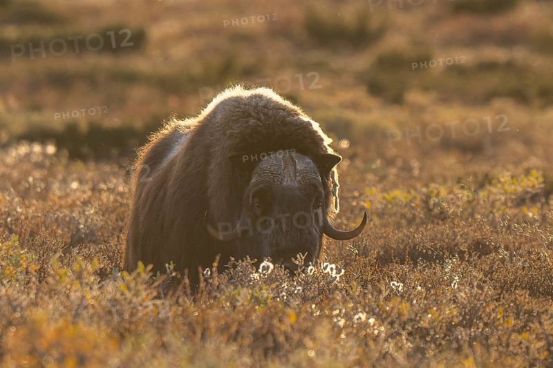 Musk ox (Ovibos moschatus), bull against the light, Dovrefjell-Sunndalsfjella National Park, Norway