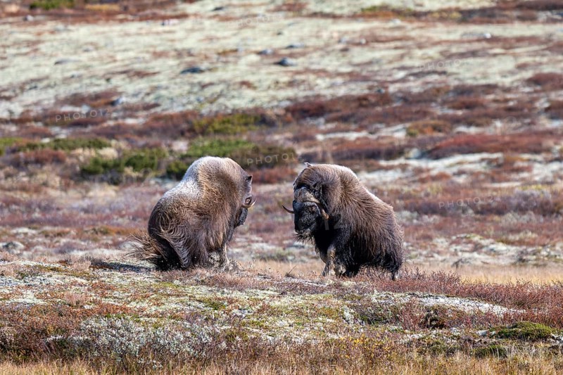 Musk oxen (Ovibos moschatus), bulls fighting in autumnal tundra, Dovrefjell-Sunndalsfjella National Park, Norway