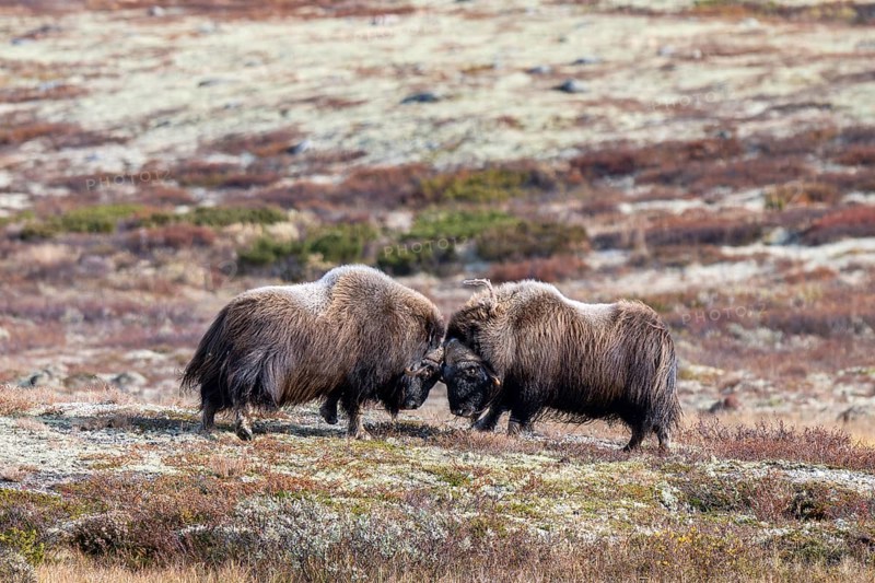 Musk oxen (Ovibos moschatus), bulls fighting in autumnal tundra, Dovrefjell-Sunndalsfjella National Park, Norway