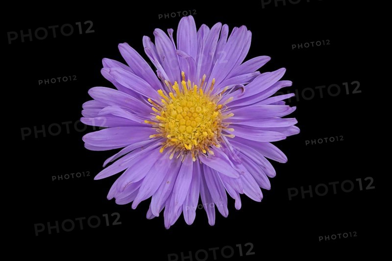 New Belgium autumn aster (Symphyotrichum novi-belgii), flower, Germany