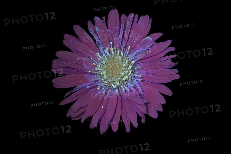 New Belgium autumn aster (Symphyotrichum novi-belgii), flower photographed with UV light, Germany