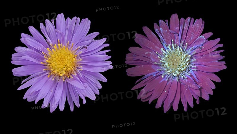 New Belgium autumn aster (Symphyotrichum novi-belgii), flower photographed with daylight and UV light, Germany