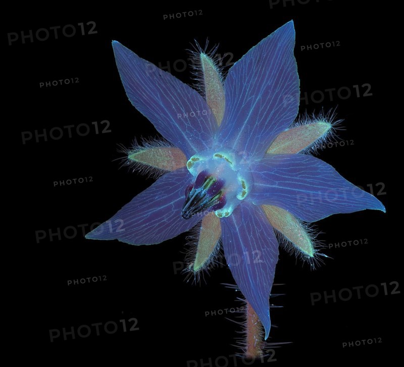 Borage (Borago officinalis), flower photographed with UV light, Germany