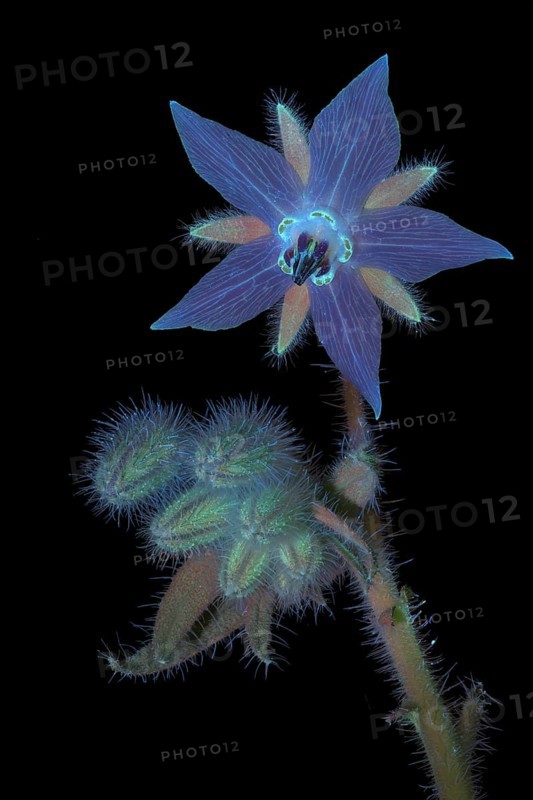 Borage (Borago officinalis), flower and buds photographed with UV light, Germany