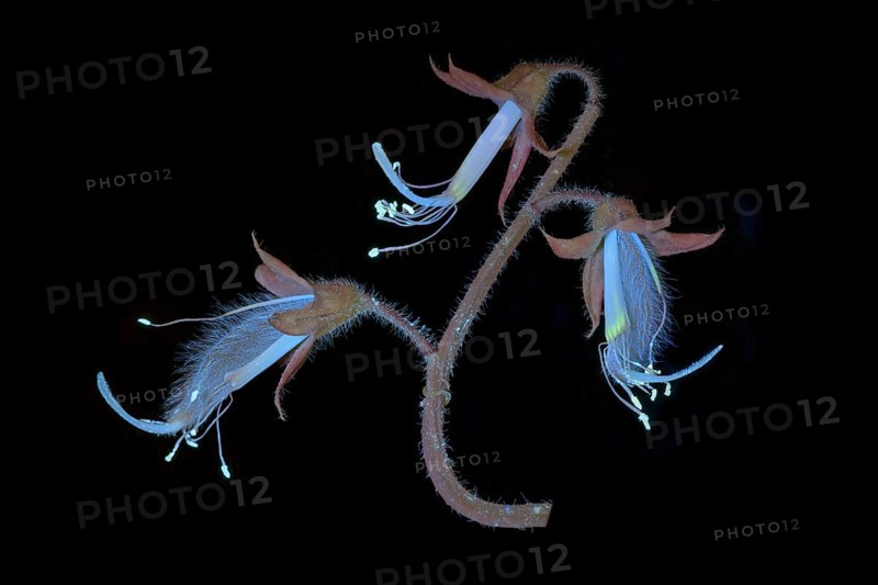 Sweet pea (Lathyrus odoratus), fragrant vetch, flowering inflorescence photographed with UV light, Germany