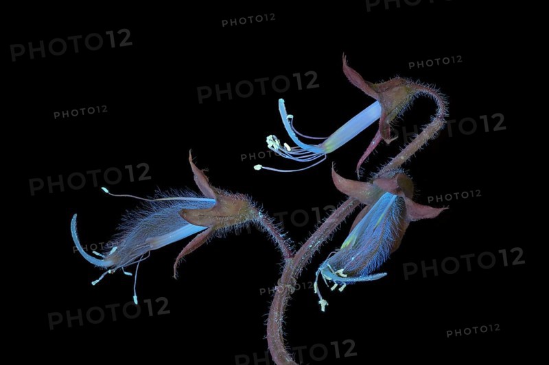Sweet pea (Lathyrus odoratus), fragrant vetch, flowering inflorescence photographed with UV light, Germany