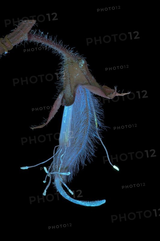 Sweet pea (Lathyrus odoratus), fragrant vetch, flowering inflorescence photographed with UV light, Germany