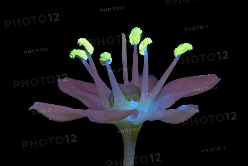Knolau, garlic chives (Allium tuberosum), flower photographed with UV light, Germany