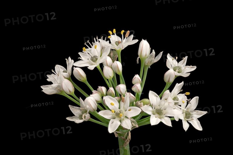 Knolau, garlic chives (Allium tuberosum), inflorescence, Germany