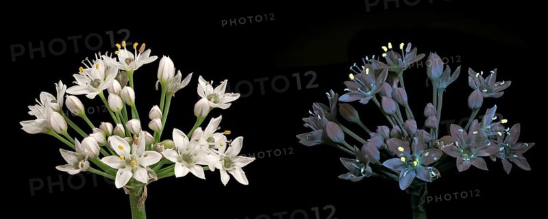 Knolau, garlic chives (Allium tuberosum), inflorescence photographed with daylight and UV light, Germany