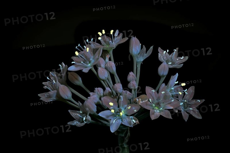 Knolau, garlic chives (Allium tuberosum), inflorescence photographed with UV light, Germany