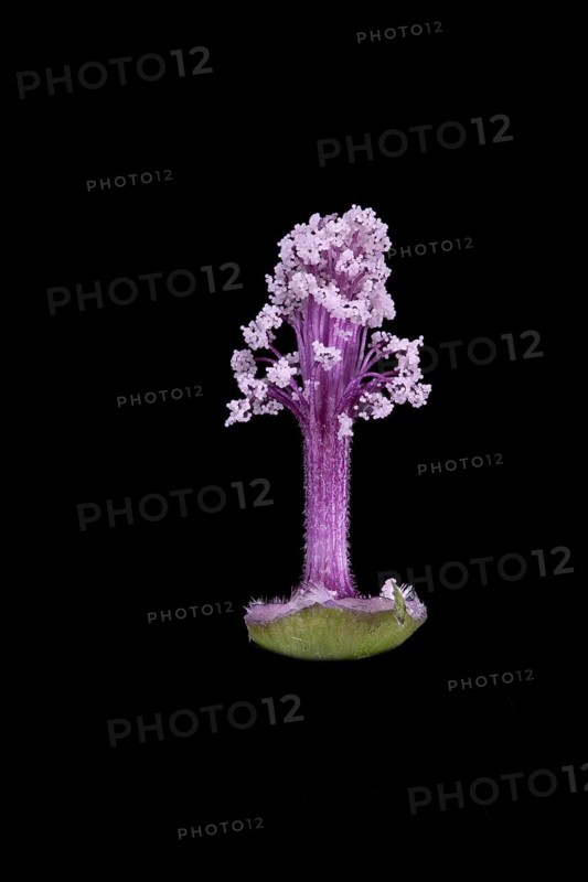 Moroccan wild mallow (Malva sylvestris subsp. Subacaulis), pollen leaves, Germany
