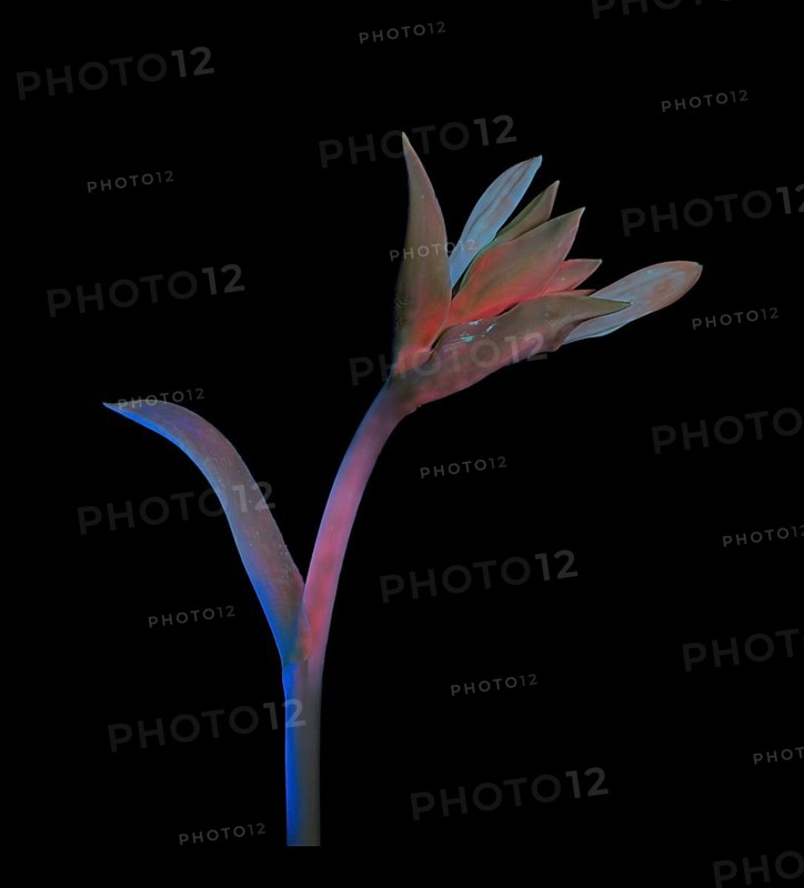 Funkia (Hosta plantaginea), bud photographed with UV light, Germany