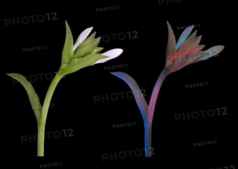 Funkia (Hosta plantaginea), bud photographed with daylight and UV light, Germany