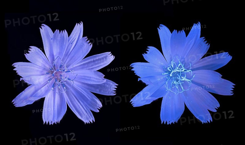 Common chicory (Cichorium intybus), common chicory, flower photographed with daylight and UV light, Germany