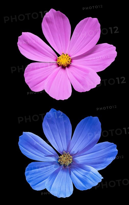 Ornamental basket (Cosmos bipinnatus), Cosmea, flower photographed with daylight and UV light, Germany