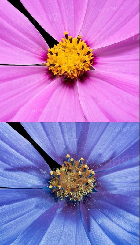 Ornamental basket (Cosmos bipinnatus), Cosmea, flower photographed with UV light, Germany