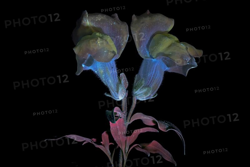 Common snapdragon (Antirrhinum majus) Garden snapdragon, flower photographed with UV light, Germany