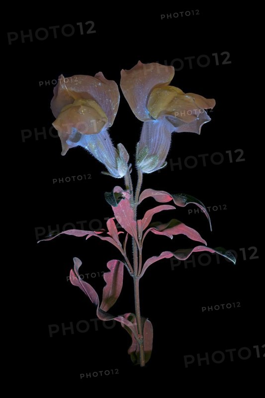 Common snapdragon (Antirrhinum majus) Garden snapdragon, flower photographed with UV light, Germany