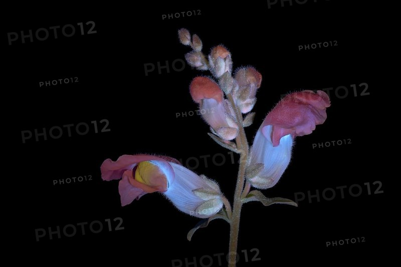 Common snapdragon (Antirrhinum majus) Garden snapdragon, flower photographed with UV light, Germany