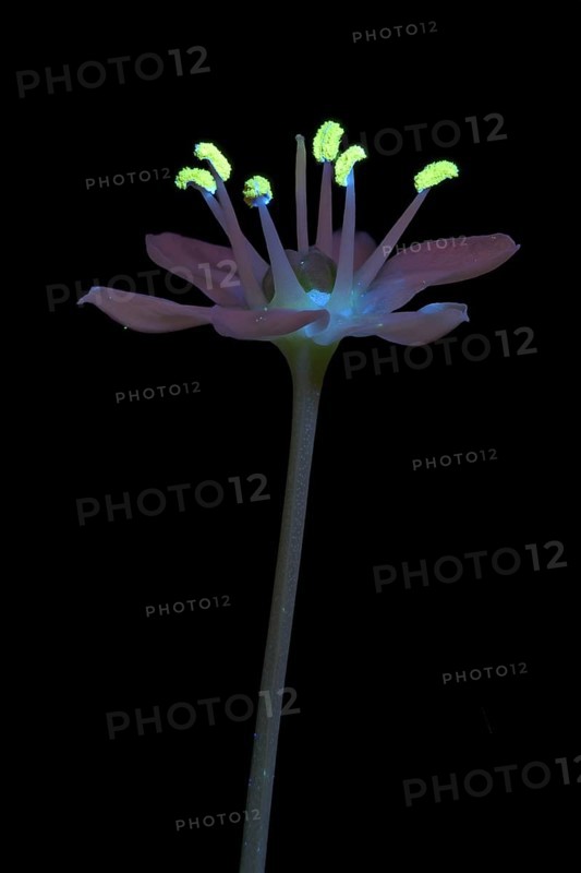 Knolau, garlic chives (Allium tuberosum), flowering inflorescence photographed with UV light, Germany