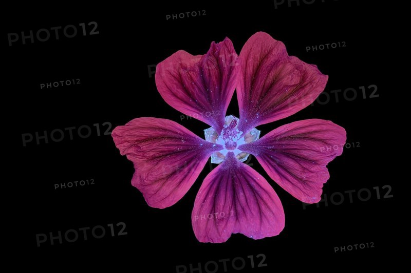 Moroccan wild mallow (Malva sylvestris subsp. Subacaulis), flower photographed with UV light, Germany