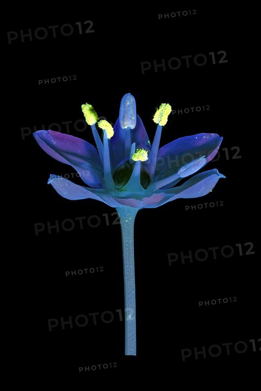 Knolau, garlic chives (Allium tuberosum), flower photographed with UV light, Germany