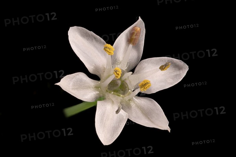Knolau, garlic chives (Allium tuberosum), flower, Germany