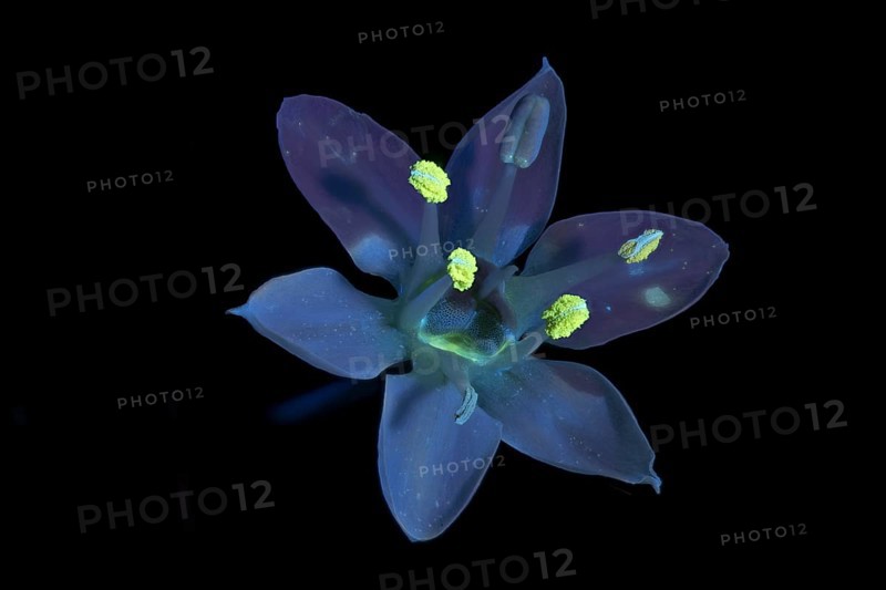 Knolau, garlic chives (Allium tuberosum), flower photographed with UV light, Germany