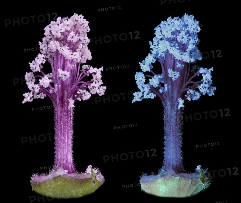 Moroccan wild mallow (Malva sylvestris subsp. Subacaulis), pollen leaves photographed with daylight and UV light, Germany