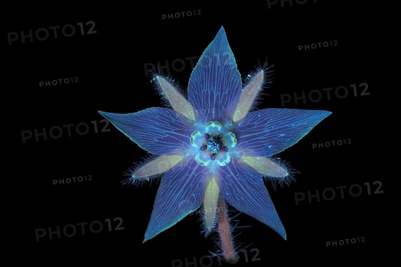 Borage (Borago officinalis), flower photographed with UV light, Germany