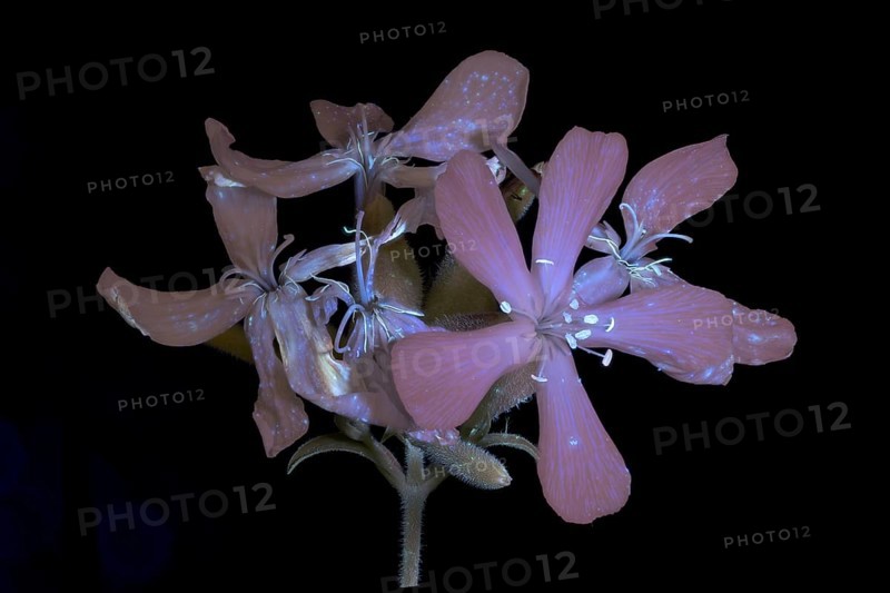 Soap Root (Saponaria officinalis), flower photographed with UV light, Germany