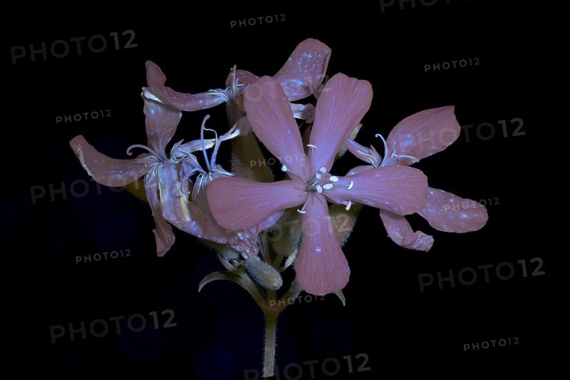 Soap Root (Saponaria officinalis), flower photographed with UV light, Germany