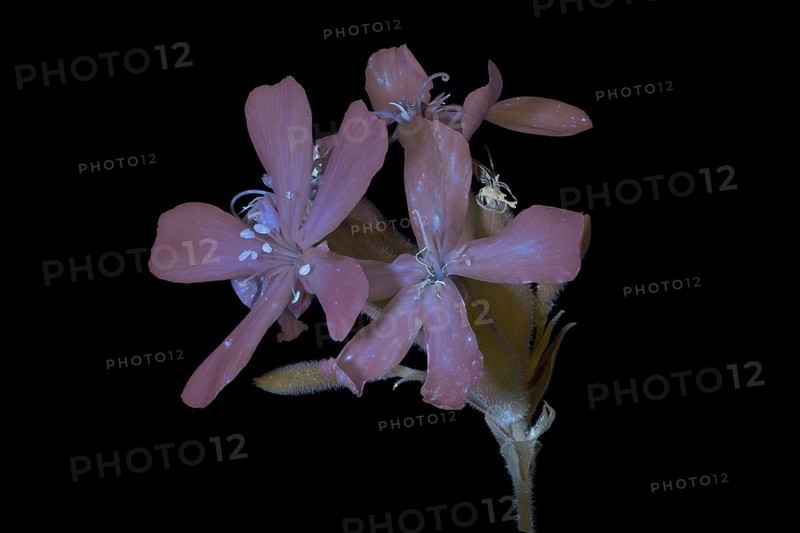 Soap Root (Saponaria officinalis), flower photographed with UV light, Germany