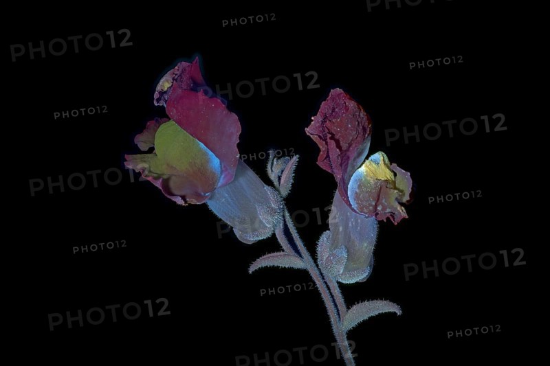 Common snapdragon (Antirrhinum majus) Garden snapdragon, flower photographed with UV light, Germany
