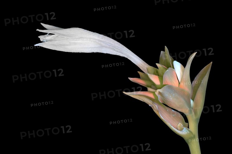Funkia (Hosta plantaginea), bud photographed with UV light, Germany