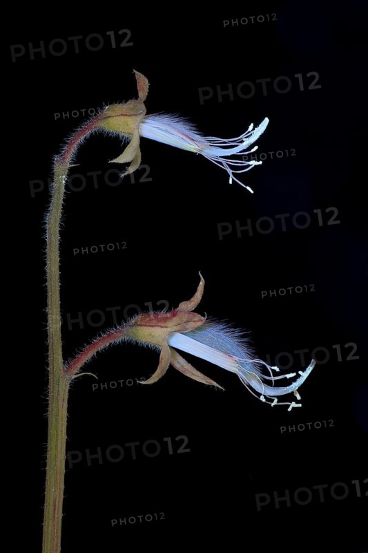 Sweet pea (Lathyrus odoratus), fragrant vetch, flowering inflorescence photographed with UV light, Germany